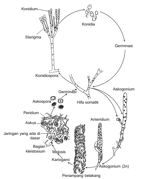Daur hidup Talaromyces vermiculatus (Penicillium vermiculatum)