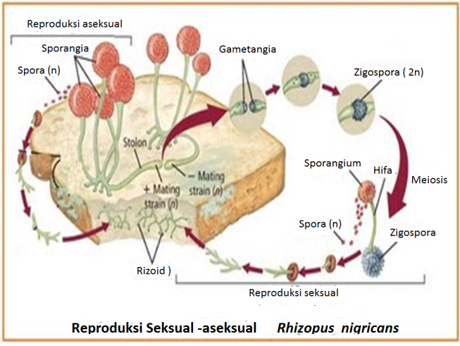 reproduksi seksual-aseksual rhizopus