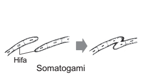 somatogami