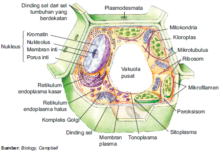 Struktur sel eukariotik pada tumbuhan
